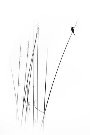 A Sabbatical - Photographic Print, 8x12