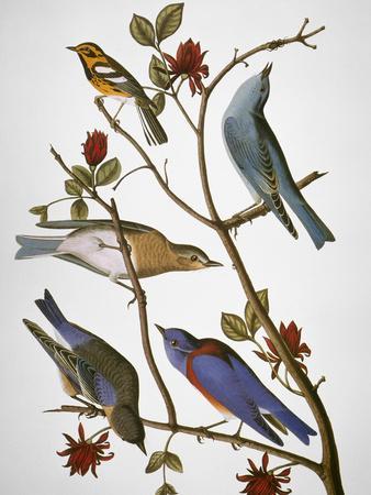 Audubon: Bluebirds - Giclee Print, 12x16