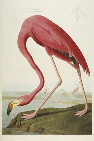 Audubon: Flamingo, 1827 - Giclee Print, 12x18