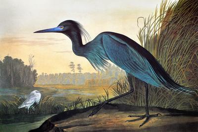 Blue Crane or Heron - Giclee Print, 18x12 Blue Crane or Heron - Giclee Print, 18x12