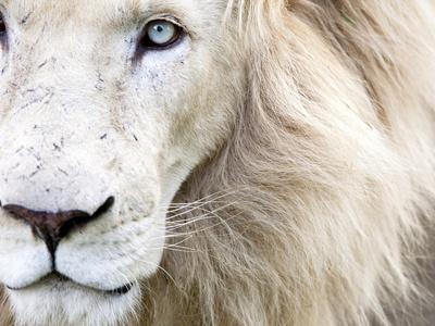 Full Frame Close Up Portrait of a Male White Lion with Blue Eyes. South Africa. - Photographic Print, 12x9