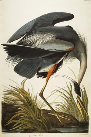 Great Blue Heron - Giclee Print, 12x16