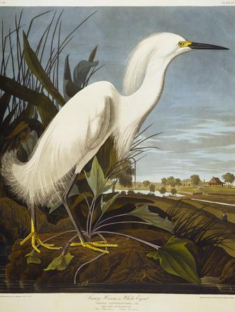 Snowy Heron or White Egret / Snowy Egret - Giclee Print, 12x16